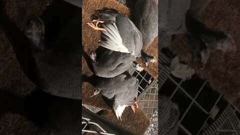 Guinea fowl sunning on my doorstep