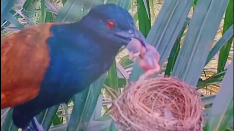 Brown-winged cuckoo mother mistakes other birds for food