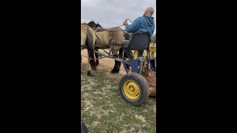 Logging with draft horses in Oklahoma