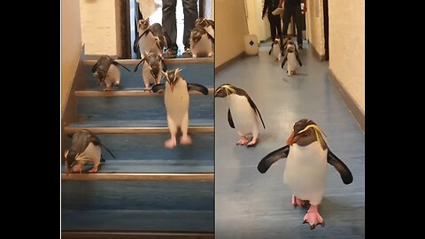 Cute Penguins walk down stairs