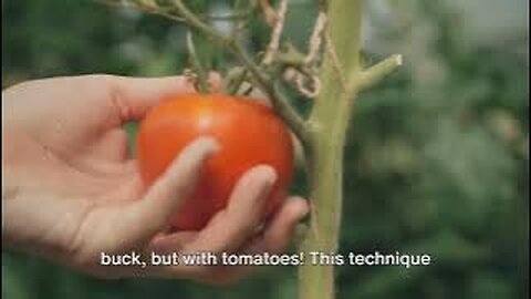 Greenhouse Tomatoes Vertical Growth