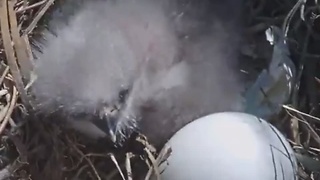 Great look at the newborn eagle in Florida, as we wait for the second to be born