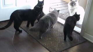 Kittens Need Home