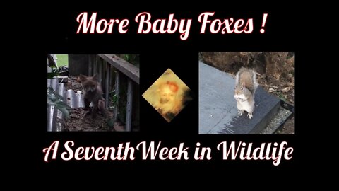 More Baby Foxes ! A Seventh Week In Wildlife