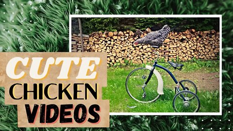 Cute Backyard Chickens for kids | Cute Chickens Running | Pet Chicken 🐔