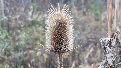 Weed Wednesday: Common Teasel