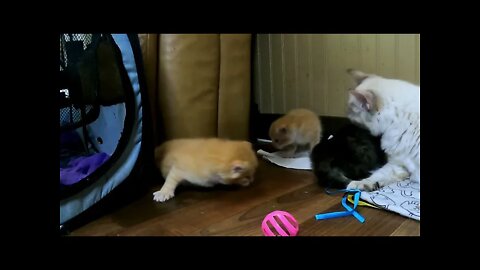 Kittens Learning Life - Falls Over, Spring Stuck on Foot & Tail