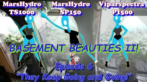 Basement Beauties 2 Side by Each! Ep.6 #MarsHydro #Viparspectra 👽 #NorthGenetics #Vivosun #420 🔨🔨