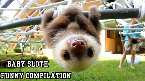 Baby Sloth - FUNNIEST COMPILATION