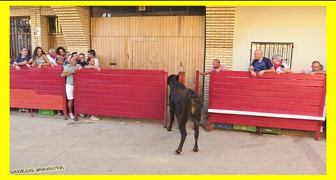 CADREITA ( NAVARRA ) TARDE VACAS EN CALLE ( DOMINGO 16 JULIO 2023 ) GANAD.PEDRO DOMINGUEZ