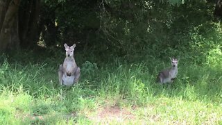 An wallaby and hey Joey sitting by the road on our property. Well it’s their home too!