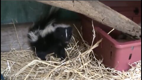 Baby Skunks Trying To Spray - Funny Compilation