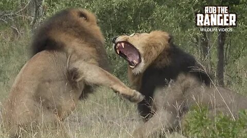 Male Lions Fight Over Lionesses