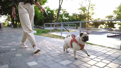 Funny pug running in the park with unrecognizable female owner leading the leash