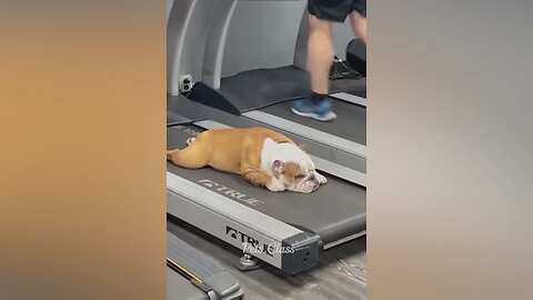 THIS COULD BE ME IN THE GYM💤🤣