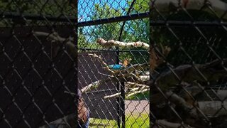 Some parrots who can only say hi