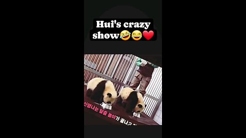 Hyper baby panda_ Huibao