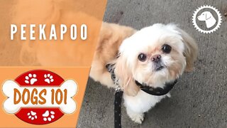 Dogs 101 - PEEKAPOO - Top Dog Facts about the PEEKAPOO | DOG BREEDS 🐶 #BrooklynsCorner