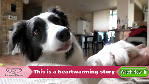 Love and Companionship A Touching Story of a Dog Guarding its Ill Owner, Heartwarming and Moving.