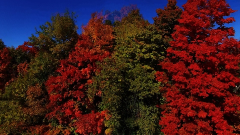 Drone flight captures breathtaking Autumn color