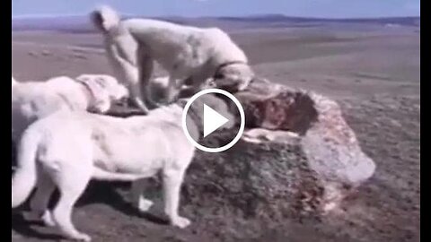 Kangal and Shepherd Dogs