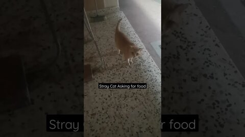 Big Stray Cat Asking for food 😂 - Funny Cat Video