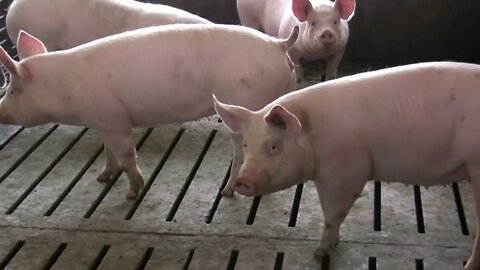 Hogs in Stable at slaughter house
