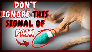 WHY YOU SHOULD NOT DO THIS TO YOUR PET