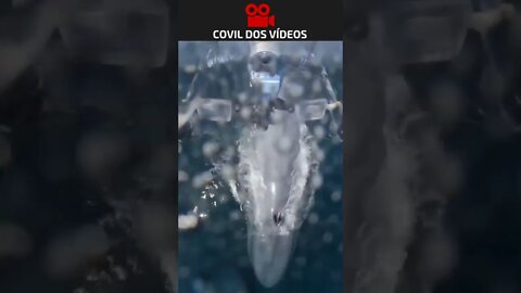 drone registra baleia azul