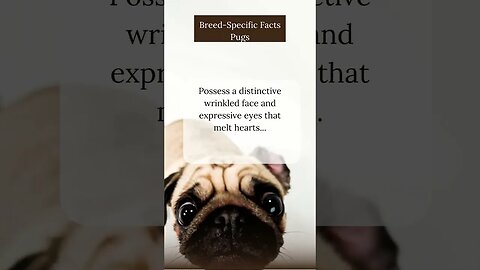 Fascinating Facts about Pugs