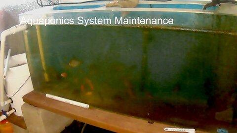 Maintenance For Aquaponics System