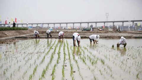 Seawater rice or saline-alkali tolerant rice: The future of food security