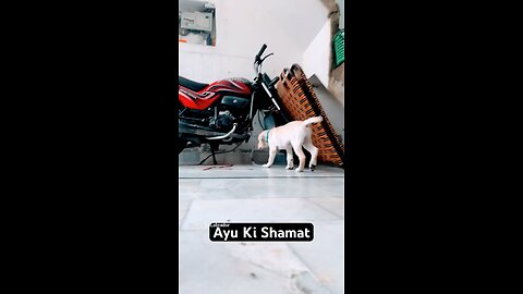 Aaj Dolo Ki Turn Hai Aayu Ko Pareshan Karne Ki Dolo The Labrador