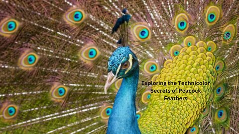 From Light to Flight: Exploring the Technicolor Secrets of Peacock Feathers