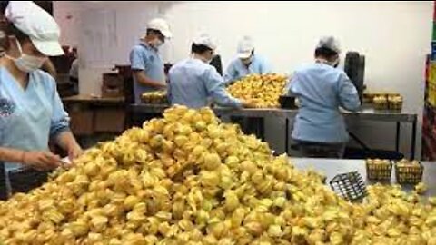 Golden Berry Harvesting Picking and Packing - Amazing Agriculture Golden Berry Farming Technique