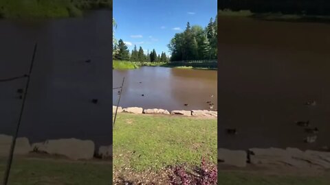 The Pond in Centennial Park Moncton