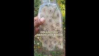 Collecting Dandelions Seeds 🌼