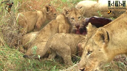 LIONS: Following The Pride 18: Two Kudu Bulls In One Spot!!