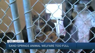 Sand Springs Animal Welfare in need of adoptions