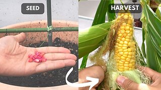 Growing Corn in Containers , From Seed to Harvest