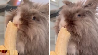 Bunny rabbit adorably chows down on tasty banana