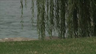 Why Cleveland's weeping willow tree is a local treasure