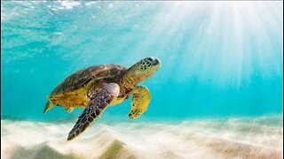 Threats to Sea Turtles - How can we Help