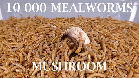 10 000 MEALWORMS VS MUSHROOM