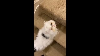 Kitten drama