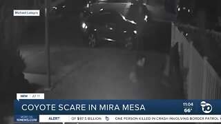 Man's dog narrowly avoids coyote attack in Mira Mesa
