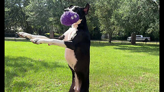 Funny Great Danes Choose Playing With Toys Over Pestering The Cat