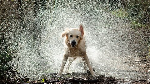 Funny Dogs Playing With Water😍 - Pets Class Part 81