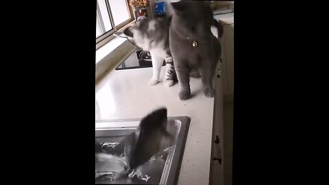 fish gives curious cats a fright of a lifetime