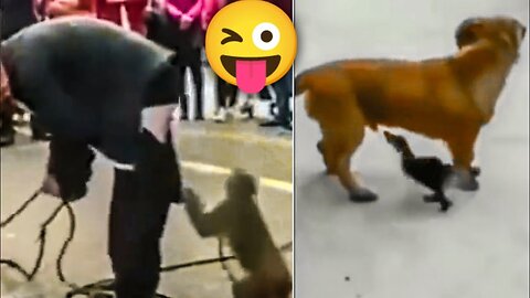 Monkey vs dog real fight | funny dog vs monkey video l funny video l comedy videos